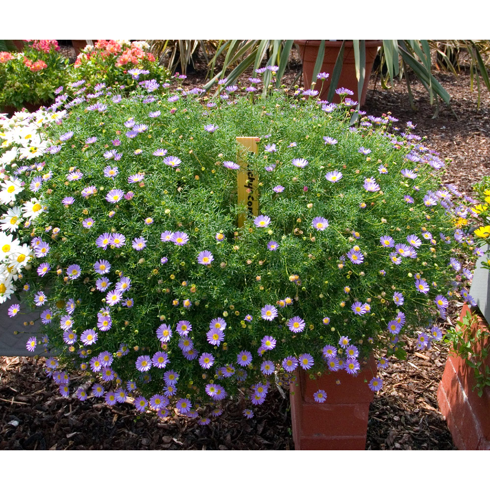 Hoa cúc tím rủ - Brachycome iberdifolia