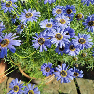 Hoa cúc tím rủ - Brachycome iberdifolia
