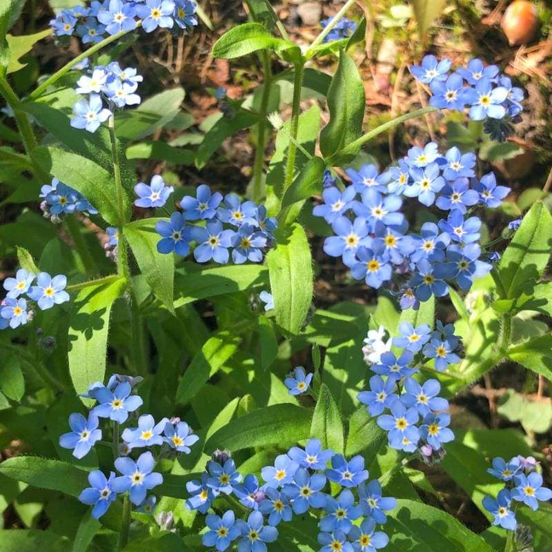 Hạt giống hoa lưu ly - Forget me not