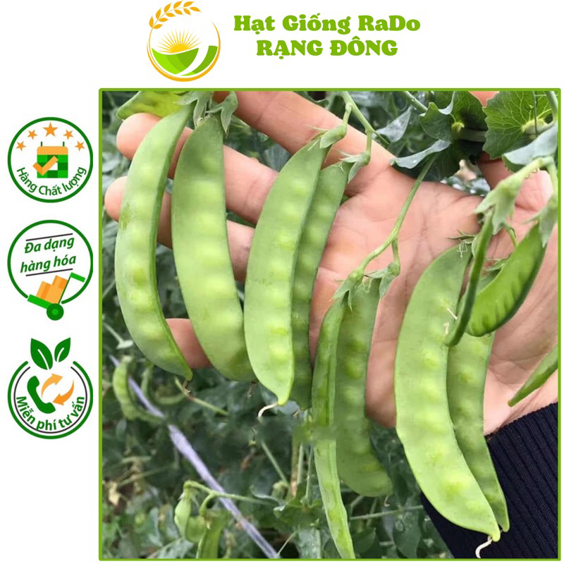 Hạt Giống Đậu Hà Lan RaDo 939 (Thu Trái) Gói 10gram Hạt Giống Rạng Đông