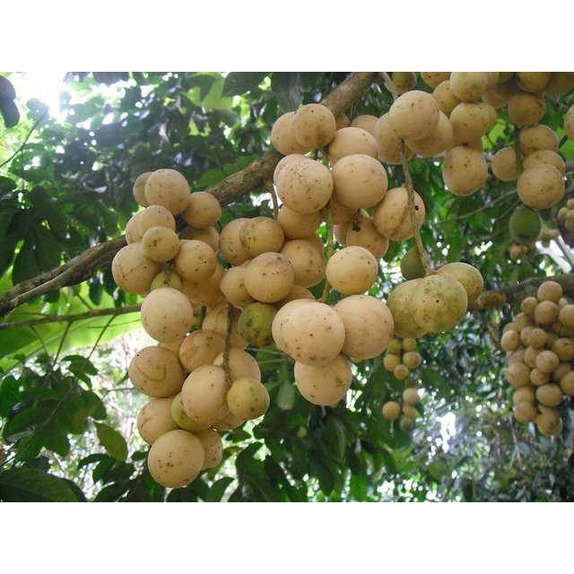 cây giống dâu da đất trắng thái ngọt