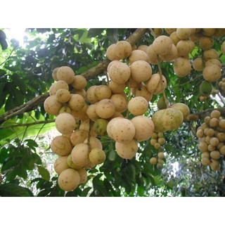 Cây giống dâu da đất trắng thái ngọt