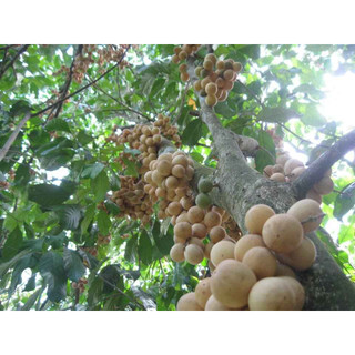 cây giống dâu da đất trắng thái ngọt