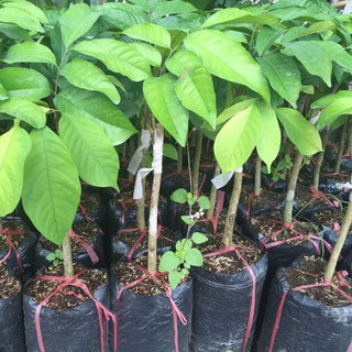 cây giống dâu da đất trắng thái ngọt