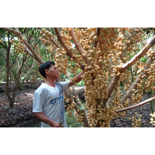 cây giống dâu da đất trắng thái ngọt