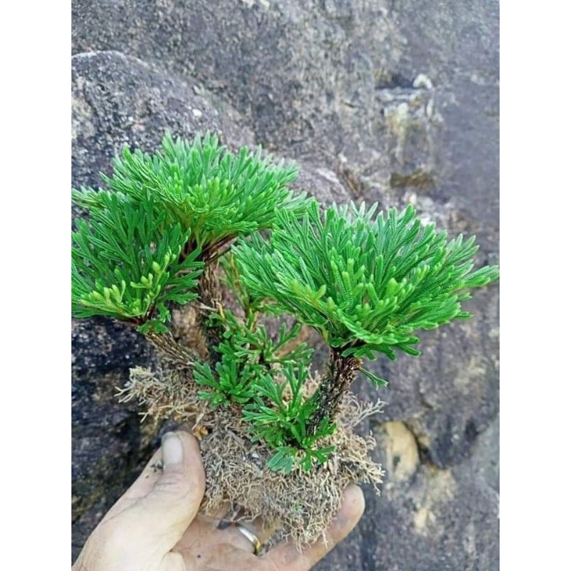 Cây trường sinh thảo - bonsai mini trang trí tiểu cảnh
