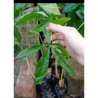 100gram hạt Trôm (hạt mủ Trôm)