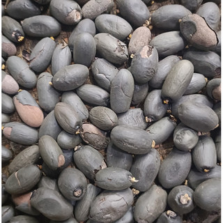 100gram hạt Trôm (hạt mủ Trôm)