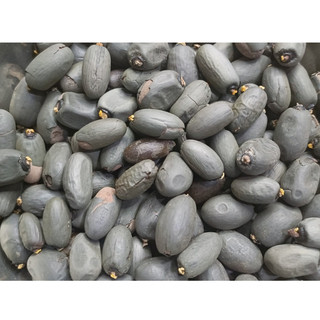 10 hạt mủ Trôm giống