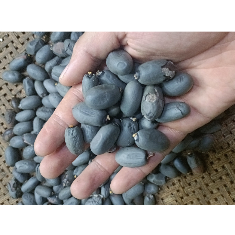 10 hạt mủ Trôm giống