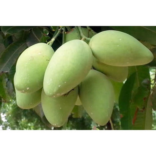 Cây giống xoài cát hòa lộc- cam kết chuẩn giống