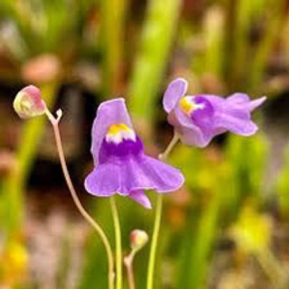 Cỏ giấy tricolor , utricularia tricolor