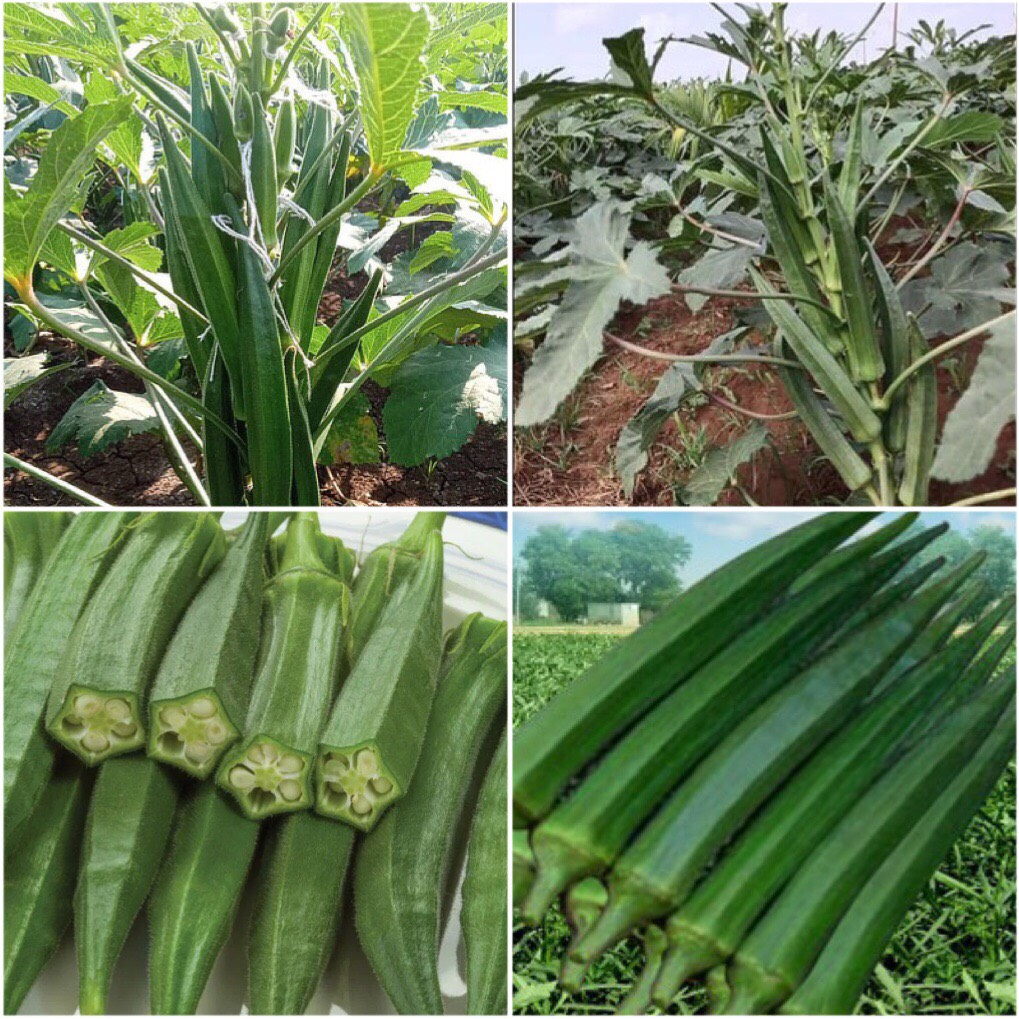 HẠT GIỐNG ĐẬU BẮP LÙN XANH/ĐỎ/TRẮNG