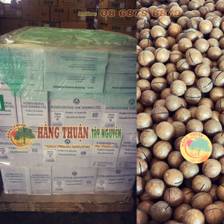 Hạt Maccadamia Kernel [Nguyên Vỏ]