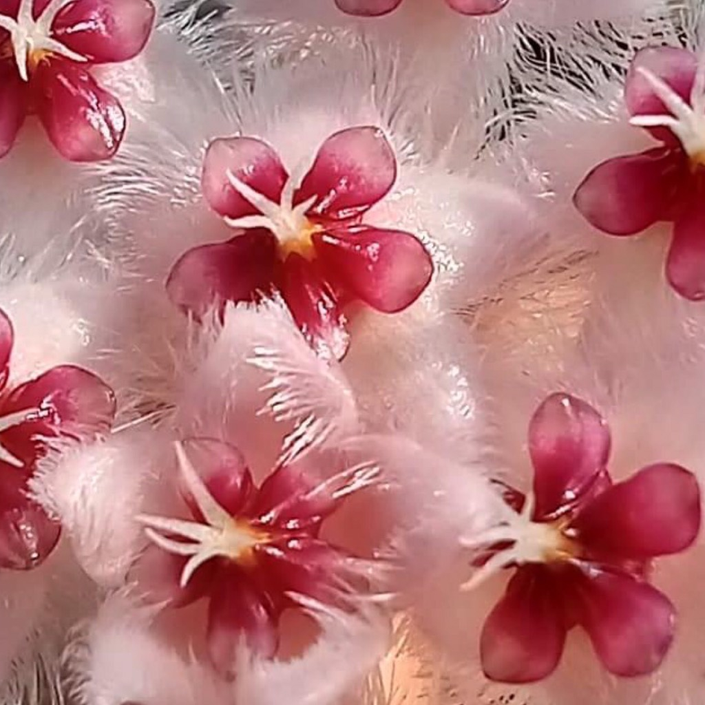 Giò hoa lan cẩm cù Caudata sumatra