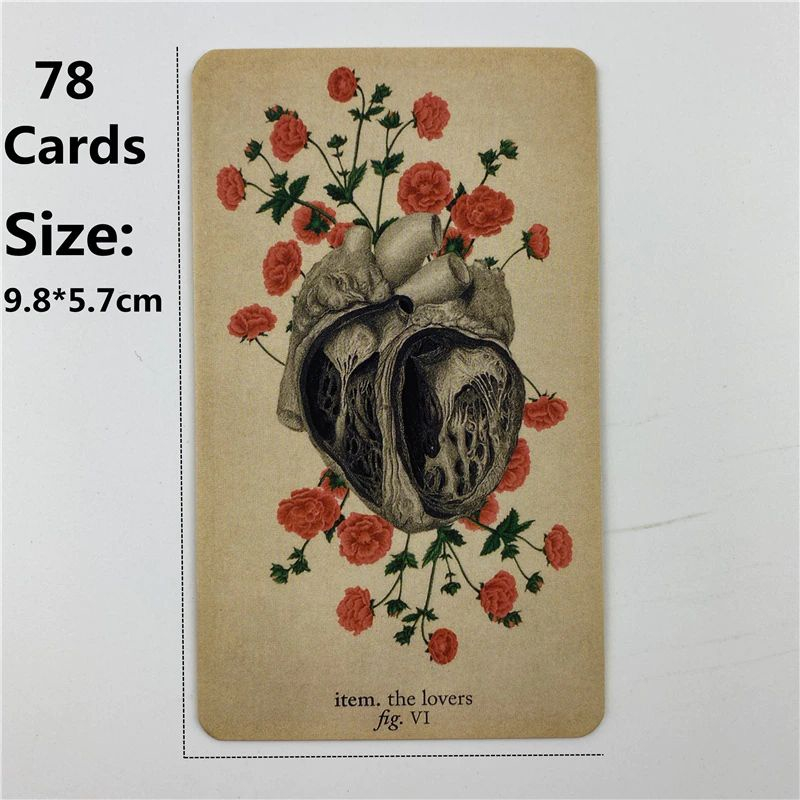 Bộ bài The Antique Anatomy Tarot Hộp sắt Nifoki