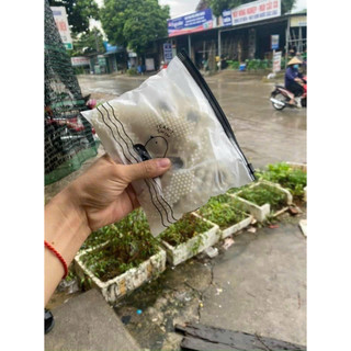 Sét cặp tóc ngọc trai 20c