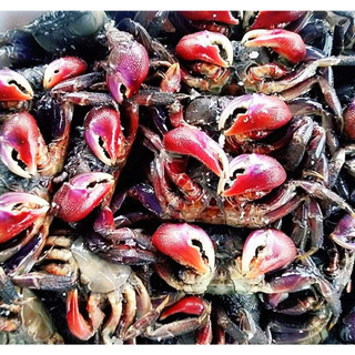 1kg ba khía muối; mắm ba khía nguyên con đặc sản cà mau