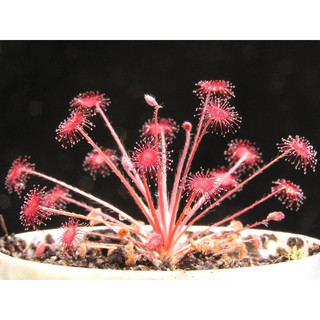 Cây bắt mồi gọng vó Drosera Paradoxa