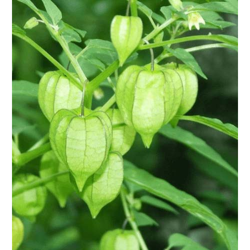 Cây tầm bóp khô - Cây thù lù khô - Sản phẩm hữu cơ tự nhiên gói 200gr