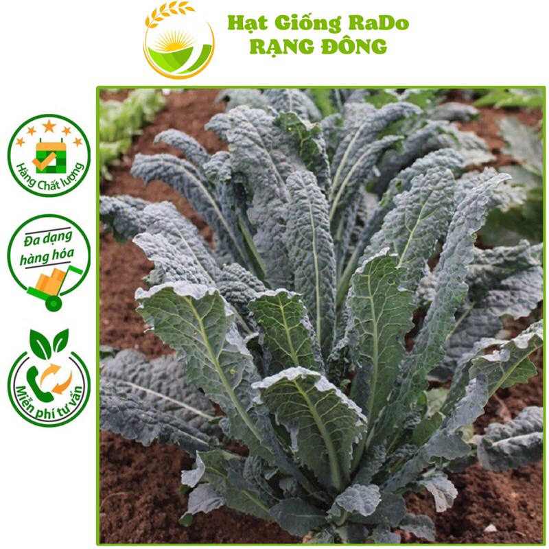 Hạt Giống Cải KaLe Khủng Long RaDo 227 (Gói 5gram) Cây to, trồng quanh năm, Hạt Giống Rạng Đông