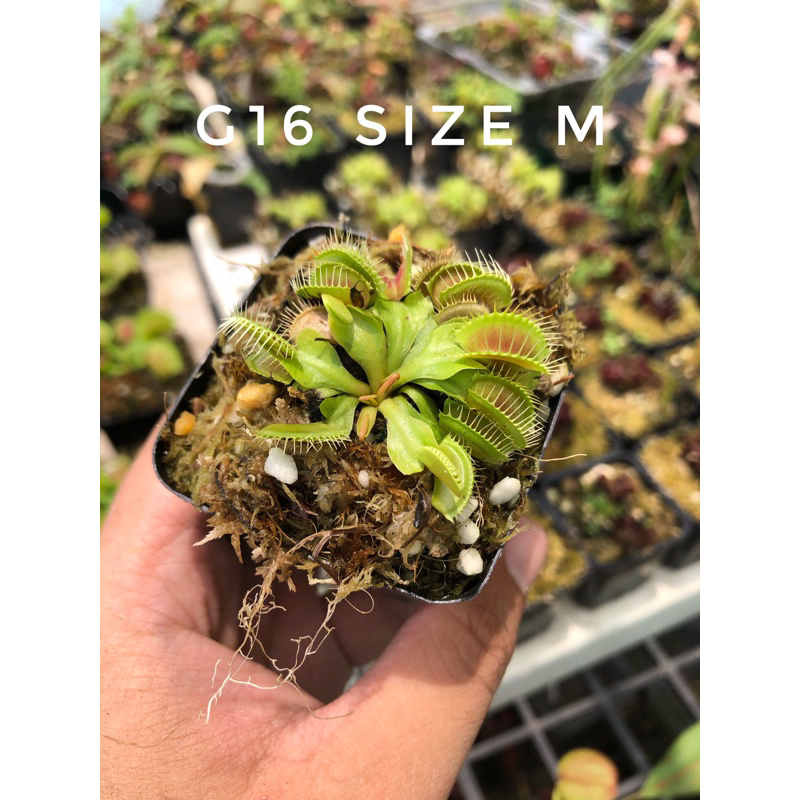 Cây bẫy kẹp-cây bắt mồi-cây ăn thịt-venus flytrap các loại-trồng terrarium