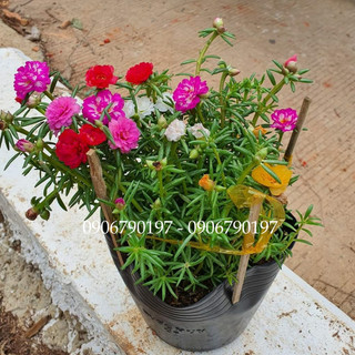 COMBO 3 CHẬU hoa mười giờ Thái