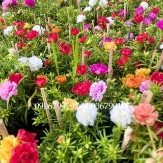 Combo 3 chậu hoa mười giờ thái