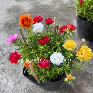 COMBO 3 CHẬU hoa mười giờ Thái
