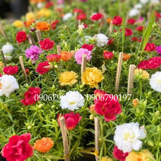 COMBO 3 CHẬU hoa mười giờ Thái