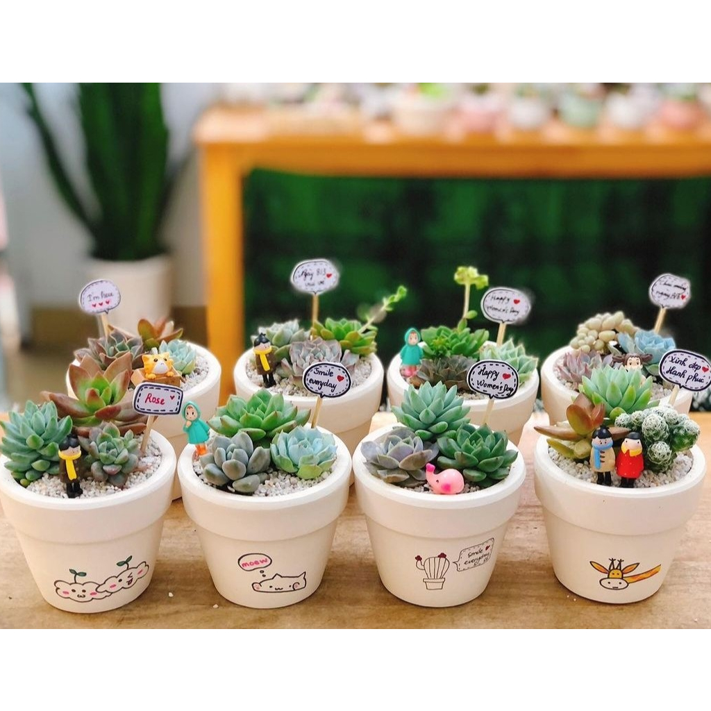 COMBO 3 sen nhí MIX CHẬU VẼ để bàn