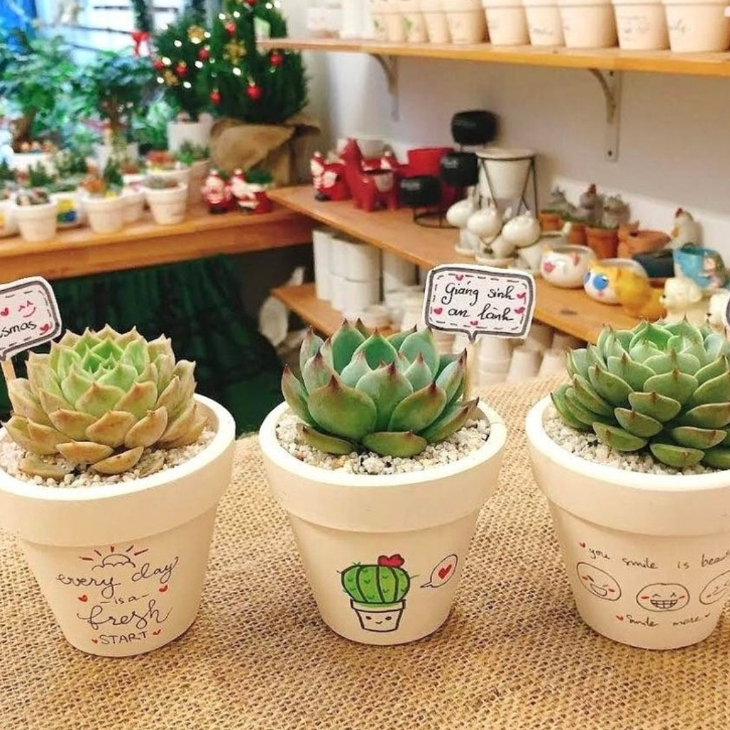 COMBO 3 sen nhí MIX CHẬU VẼ để bàn