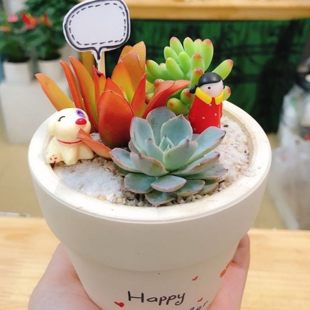 COMBO 3 sen nhí MIX CHẬU VẼ để bàn