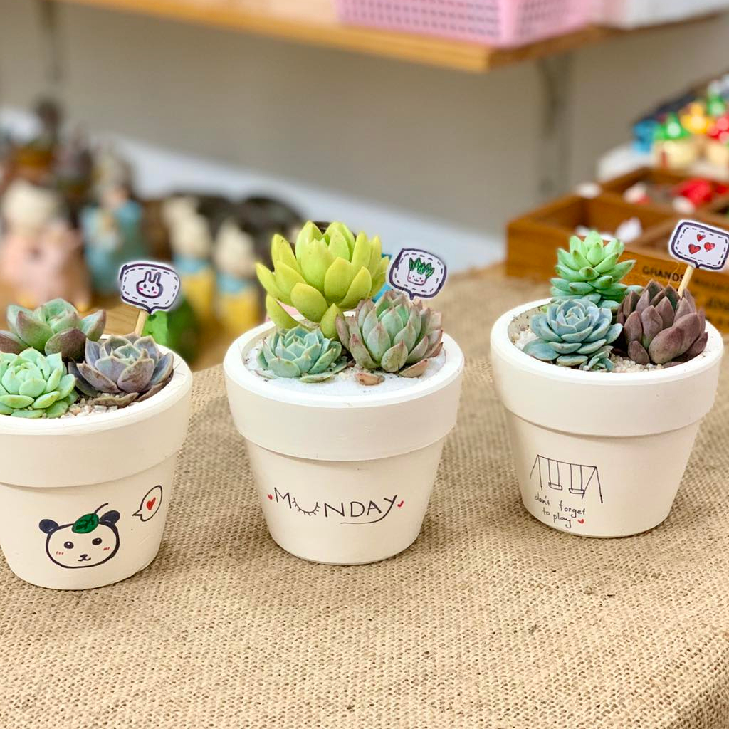 COMBO 3 sen nhí MIX CHẬU VẼ để bàn