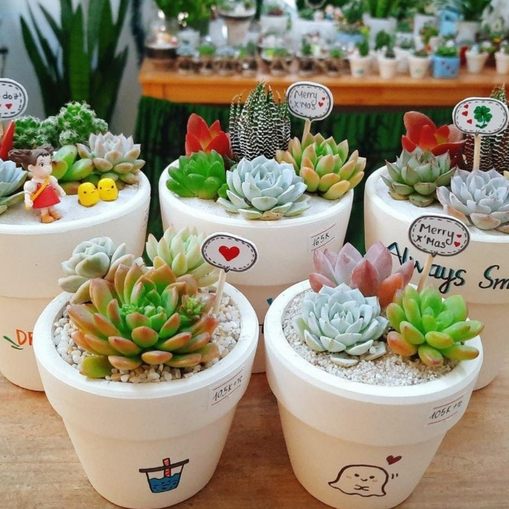 COMBO 3 sen nhí MIX CHẬU VẼ để bàn