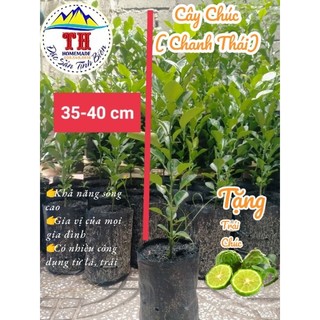 Cây Chúc ( Chanh Thái Lá số 8)- Cây ươm hạt, hàng đẹp - Đặc sản An Giang