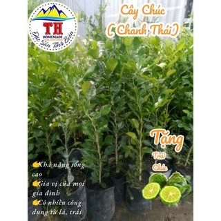 Cây Chúc An Giang ( Chanh Thái lá số 8) - Cây chúc ươm hạt - Hàng đẹp