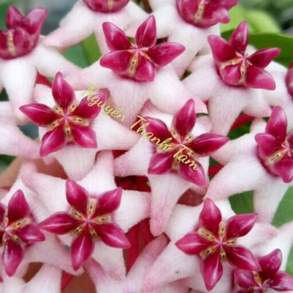 Hoa lan cẩm cù cv.Patricia