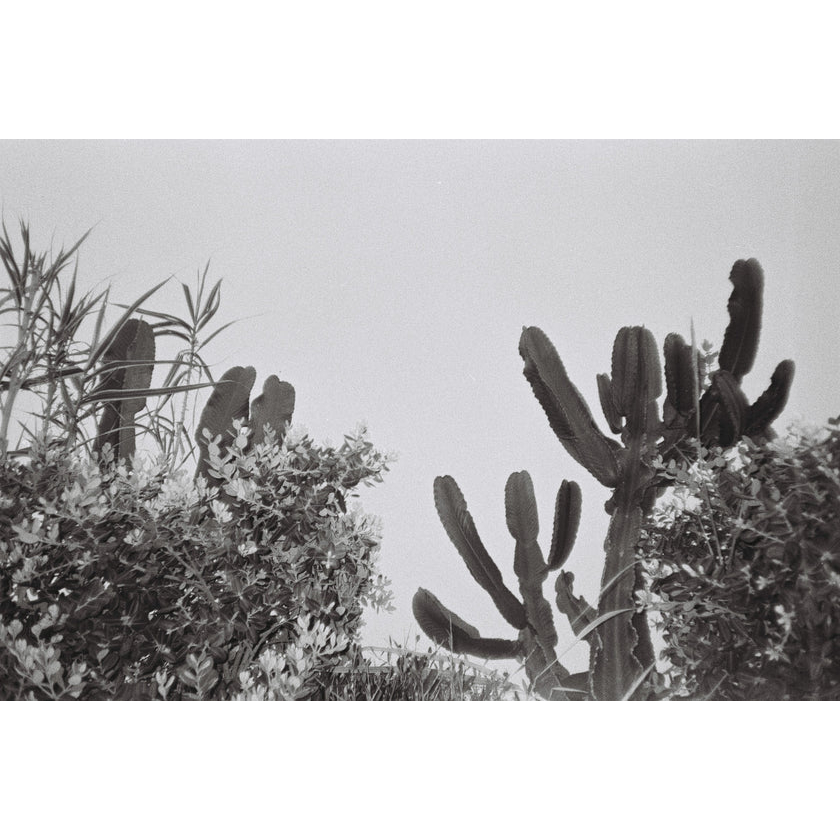 Phim Dubblefilm Daily B&W ISO 400, Đen Trắng B&W, 135/35mm x 36 Kiểu, In Date Cho Máy Chụp Ảnh Film - LIIQ Flash