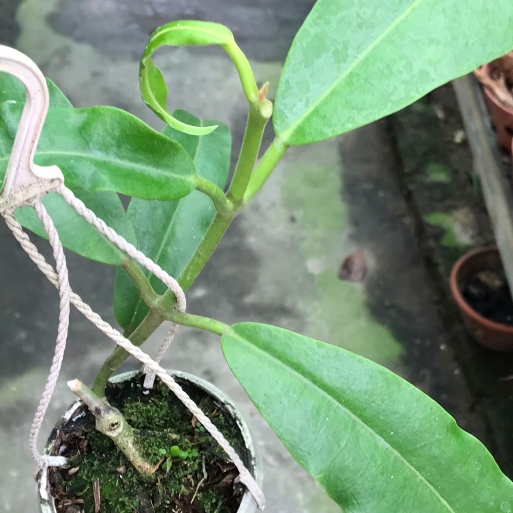 Hoa lan cẩm cù Imperialis red