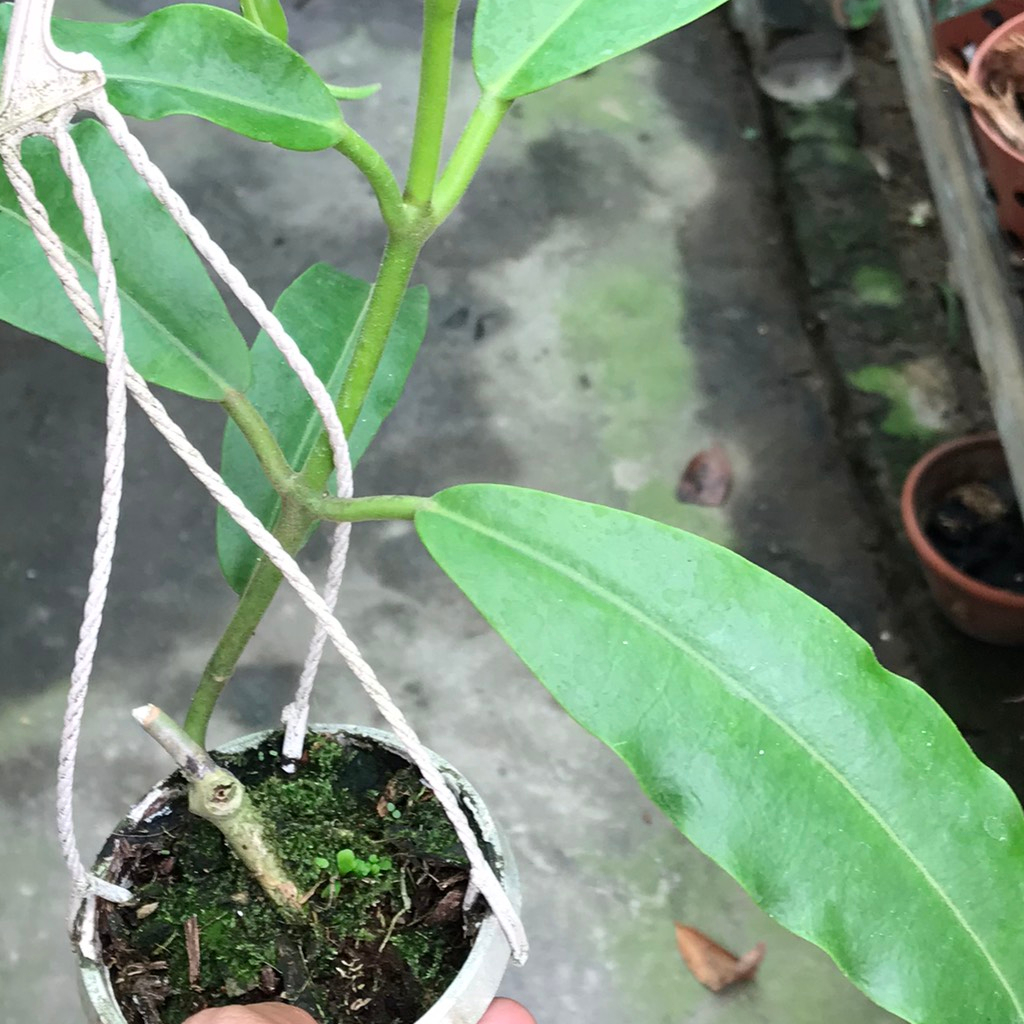 Hoa lan cẩm cù Imperialis red