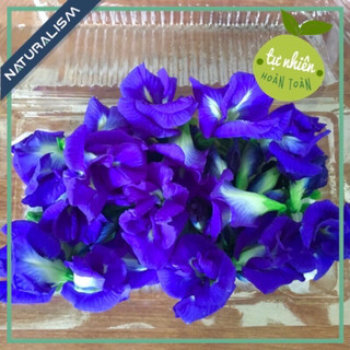 50 - 100 bông hoa đậu biếc tươi organic
