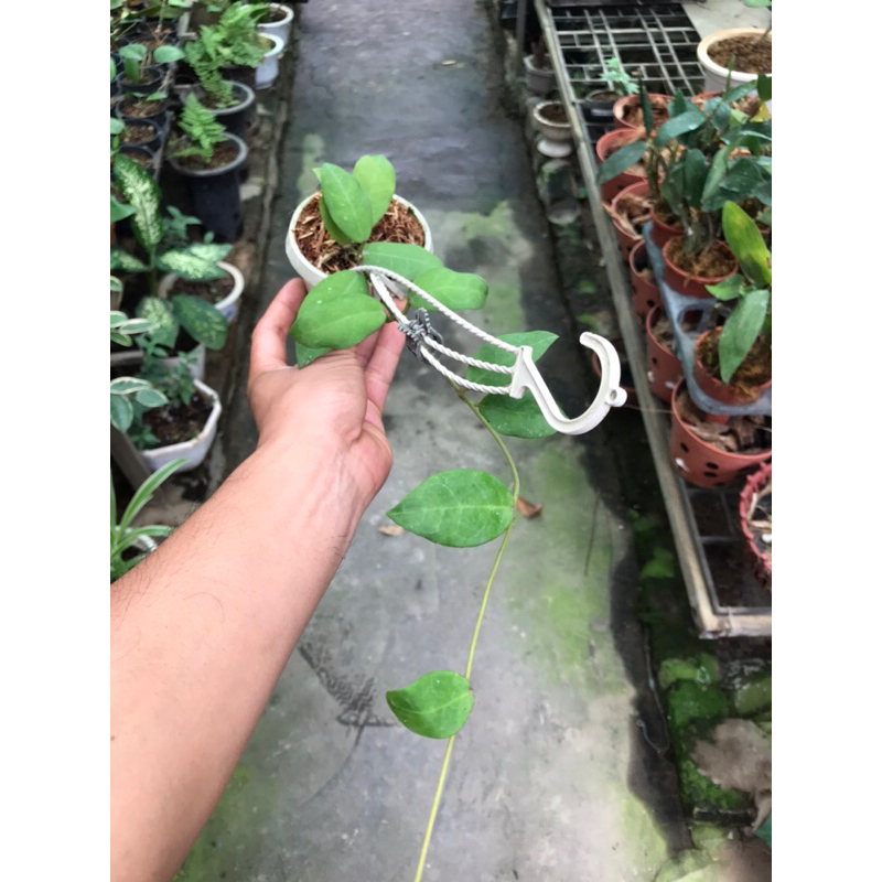 Hoa lan cẩm cù cv.Patricia