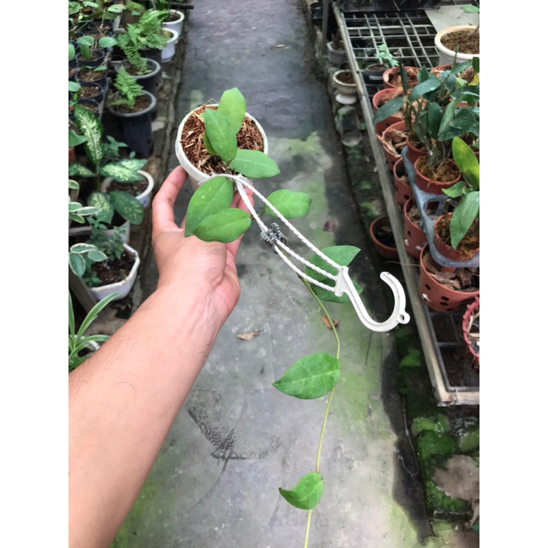 Hoa lan cẩm cù cv.Patricia