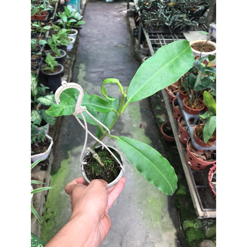 Hoa lan cẩm cù Imperialis red