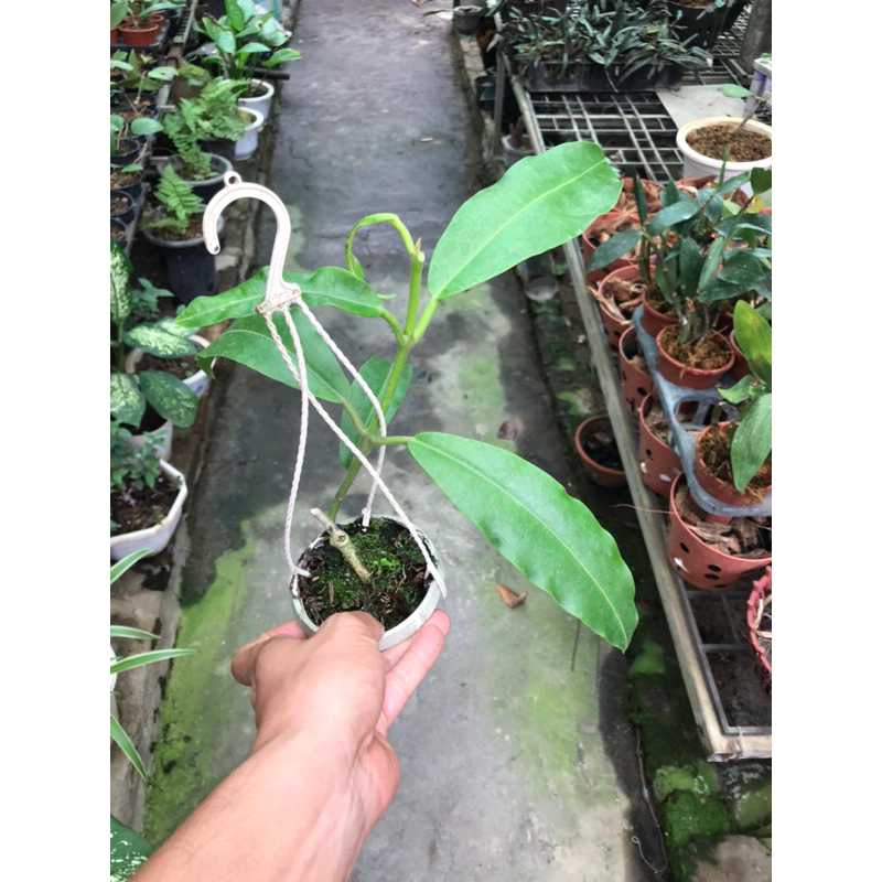 Hoa lan cẩm cù Imperialis red