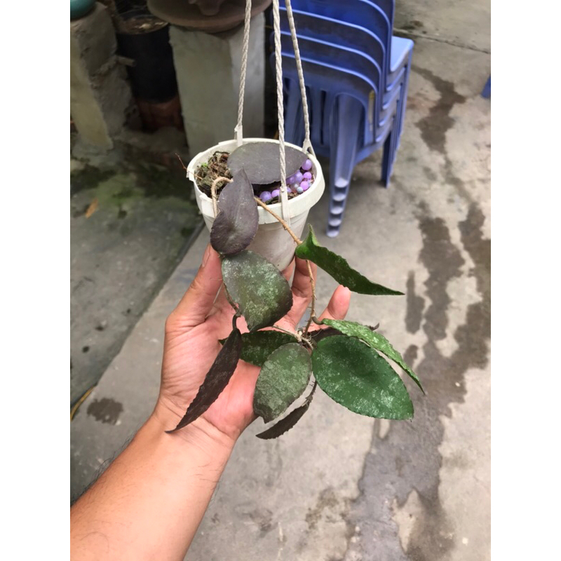 Giò hoa lan cẩm cù Caudata sumatra