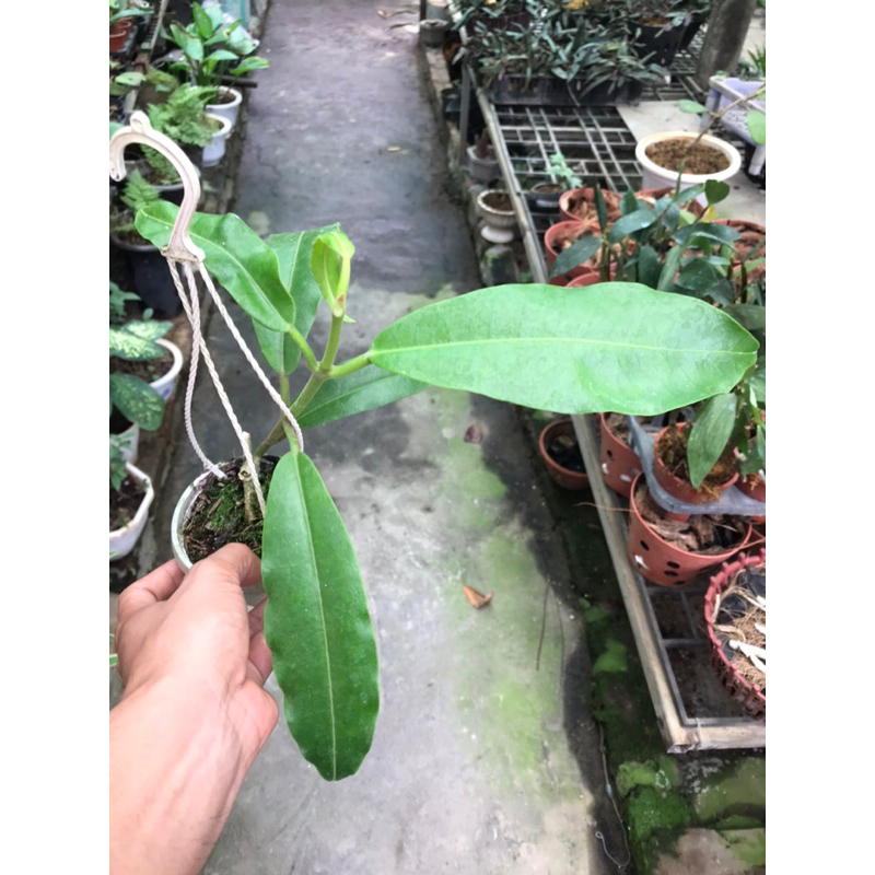 Hoa lan cẩm cù Imperialis red