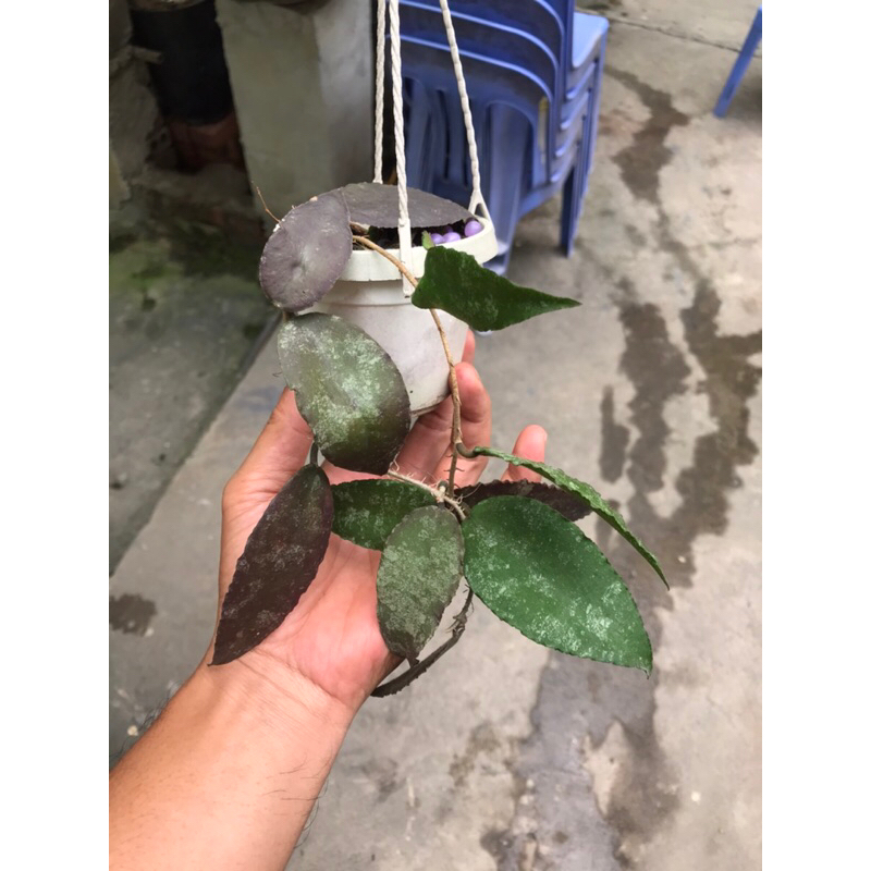 Giò hoa lan cẩm cù Caudata sumatra