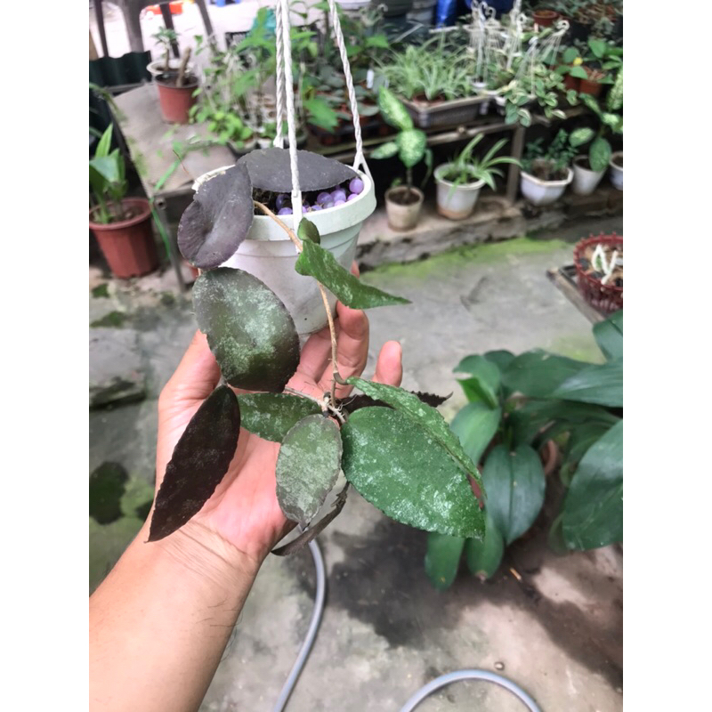 Giò hoa lan cẩm cù Caudata sumatra